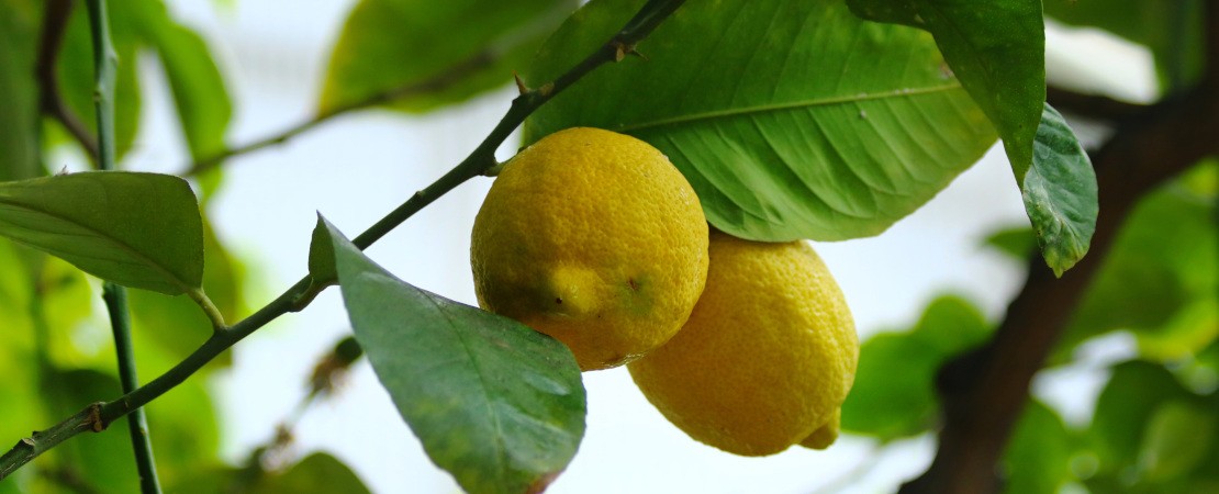 Due limoni sulla pianta